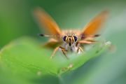 Rostfarbiger Dickkopffalter - Ochlodes sylvanus