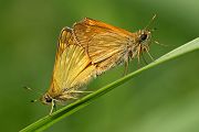 Rostfarbiger Dickkopffalter - Ochlodes sylvanus