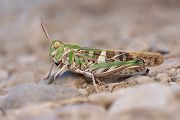 Kreuzschrecke - Oedalus decorus