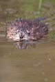 Maueseartige Muroidea Wühler Cricetidae Wuehlmauese Ondatrini Grimma Sachsen Auwald Ondatra Bisamratte - Ondatra zibethicus