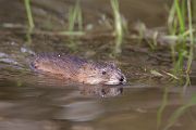 Maueseartige Muroidea Wühler Cricetidae Wuehlmauese Ondatrini Grimma Sachsen Auwald Ondatra Bisamratte - Ondatra zibethicus