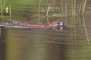 Maueseartige Muroidea Wühler Cricetidae Wuehlmauese Ondatrini Grimma Sachsen Auwald Ondatra Bisamratte - Ondatra zibethicus