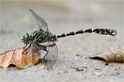 Kleine Zangenlibelle - Onychogomphus forcipatus - Maennchen Großlibellen Libellen Brandenburg Odonata Flussjungfern Insekten 
