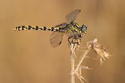 Große Zangenlibelle - Onychogomphus uncatus - Weibchen