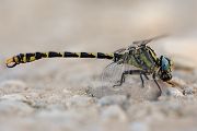 Große Zangenlibelle - Onychogomphus uncatus 