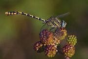 Große Zangenlibelle - Onychogomphus uncatus - Maennchen