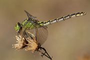 Gruene Flussjungfer - Ophiogomphus cecilia - Weibchen Brandenburg Odoanta Flussjungfern