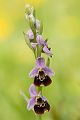 Hummel-Ragwurz - Ophrys holoserica