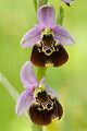 Hummel-Ragwurz - Ophrys holoserica