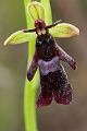 Fliegen-Ragwurz - Ophrys insectifera