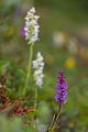 Orchideen, Norwegen, Jotunheimen