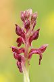 Wanzen-Knabenkraut - Orchis coriophora