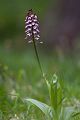 Purpur-Knabenkraut - Orchis purpurea