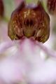 Purpur-Knabenkraut - Orchis purpurea