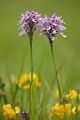 Dreizaehniges Knabenkraut - Orchis tridentata