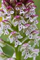 Brand-Knabenkraut - Orchis ustulata