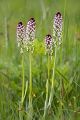 Brand-Knabenkraut - Orchis ustulata
