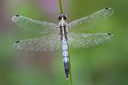 Oestlicher Blaupfeil - Orthetrum albistylum - Maennchen