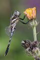 Oestlicher Blaupfeil - Orthetrum albistylum - Junges Maennchen  
