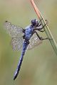 Suedlicher Blaupfeil - Orthetrum brunneum - Maennchen