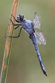 Suedlicher Blaupfeil - Orthetrum brunneum - Maennchen - Muldentalkreis (Sachsen)
