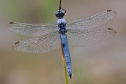 Suedlicher Blaupfeil - Orthetrum brunneum - Maennchen - Muldentalkreis (Sachsen)