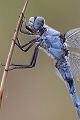 Suedlicher Blaupfeil - Orthetrum brunneum - Maennchen - Muldentalkreis (Sachsen) 