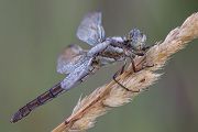 Suedlicher Blaupfeil - Orthetrum brunneum - Weibchen - Muldentalkreis (Sachsen)