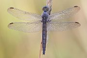 Suedlicher Blaupfeil - Orthetrum brunneum - Weibchen - Muldentalkreis (Sachsen)