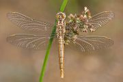 Suedlicher Blaupfeil - Orthetrum brunneum - Weibchen - Muldentalkreis (Sachsen)