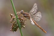 Suedlicher Blaupfeil - Orthetrum brunneum - Weibchen - Muldentalkreis (Sachsen)