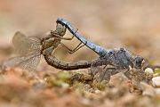 Paarungsrad von Orthetrum brunneum - Suedlicher Blaupfeil - Sachsen - Muldental - Grimma 