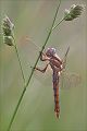 Orthetrum brunneum - Suedlicher Blaupfeil - Weibchen Sachsen - Muldental - Grimma Odoanta Insekten