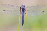 Suedlicher Blaupfeil - Orthetrum brunneum - Maennchen Odonata Sachsen Großlibellen Libellen Segellibellen
