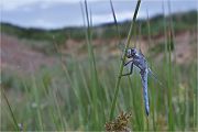 Suedlicher Blaupfeil - Orthetrum brunneum - Maennchen Odonata Sachsen Großlibellen Libellen Segellibellen