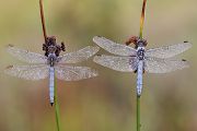 Suedlicher Kleiner Blaupfeil - Orthetrum brunneum - Maennchen Odonata Sachsen Großlibellen Libellen Segellibellen Orthetrum coerulescens Grimma Sachsen 