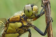 Großer Blaupfeil - Orthetrum cancellatum - Weibchen