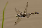 Großer Blaupfeil - Orthetrum cancellatum - Weibchen