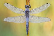 Großer Blaupfeil - Orthetrum cancellatum - Maennchen Segellibellen Odonata Sachsen-Anhalt Libellen Insekten Großlibellen