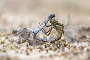 Großer Blaupfeil - Orthetrum cancellatum - Weibchen, Maennchen, Paarungsrad, Großlibellen, Orthetrum, Segellibellen, Odonata, Sachsen