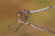 Kleiner Blaupfeil - Orthetrum coerulescens - Suedfrankreich