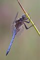 Kleiner Blaupfeil - Orthetrum coerulescens Maennchen - Muldentalkreis (Sachsen)