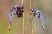 Suedlicher Kleiner Blaupfeil - Orthetrum brunneum - Maennchen Odonata Sachsen Großlibellen Libellen Segellibellen Orthetrum coerulescens Grimma Sachsen 
