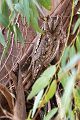 Zwergohreule - Otus scops, Eule, Zwergohreulen, Scops owl, Voegel, Vogel, kleinste Eule