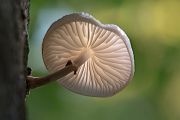 Buchenschleimruebling, Beringter Schleimruebling - Oudemansiella mucida, Agaricales,  Agaricomycetidae ,  Agaricomycetes,  Schleimrueblinge, Oudemansiella, Rotbuche, Fagus sylvatica, Pilz, Pilze, parasitisch, saprobiontisch