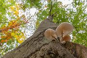Buchenschleimruebling, Beringter Schleimruebling - Oudemansiella mucida, Agaricales,  Agaricomycetidae ,  Agaricomycetes,  Schleimrueblinge, Oudemansiella, Rotbuche, Fagus sylvatica, Pilz, Pilze, parasitisch, saprobiontisch