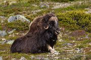 Moschusochse - Ovibos moschatus, Bisamochse, Schafsochse, Dovrefjell, Norwegen, Wiederkaeuer, Horntraeger, Ziegenartige, Ovibos, Paarhufer