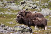 Moschusochse - Ovibos moschatus, Bisamochse, Schafsochse, Dovrefjell, Norwegen, Wiederkaeuer, Horntraeger, Ziegenartige, Ovibos, Paarhufer