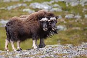 Moschusochse - Ovibos moschatus, Bisamochse, Schafsochse, Dovrefjell, Norwegen, Wiederkaeuer, Horntraeger, Ziegenartige, Ovibos, Paarhufer