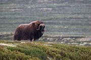 Moschusochse - Ovibos moschatus, Bisamochse, Schafsochse, Dovrefjell, Norwegen, Wiederkaeuer, Horntraeger, Ziegenartige, Ovibos, Paarhufer